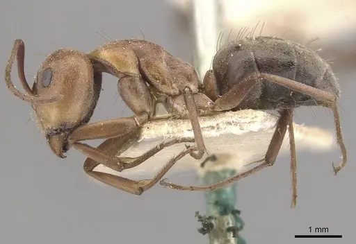 Camponotus valdeziae specimen CASENT0910331 image casent0910331_3