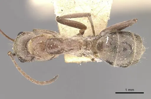 Camponotus valdeziae specimen CASENT0910332 image casent0910332_1