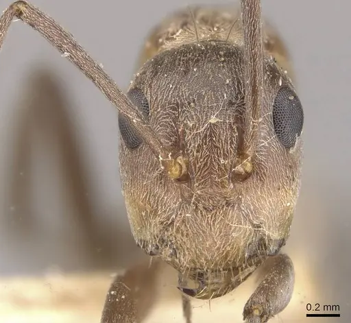 Camponotus valdeziae specimen CASENT0910332 image casent0910332_2