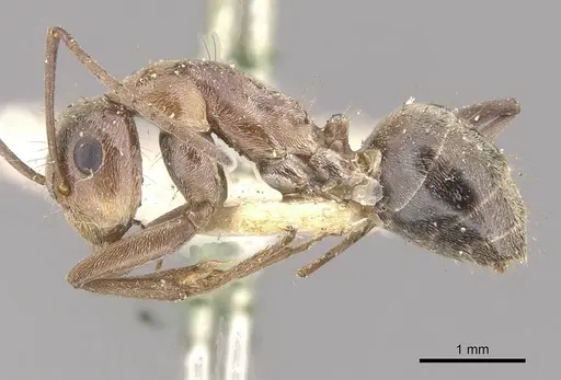 Camponotus valdeziae specimen CASENT0910332 image casent0910332_3