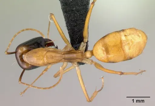 Camponotus vano specimen CASENT0152085 image casent0152085_1