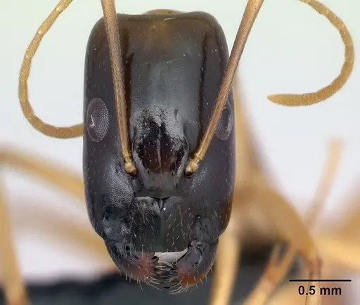 Camponotus vano specimen CASENT0152085 image casent0152085_2