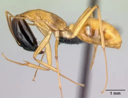 Camponotus vano specimen CASENT0152085 image casent0152085_3