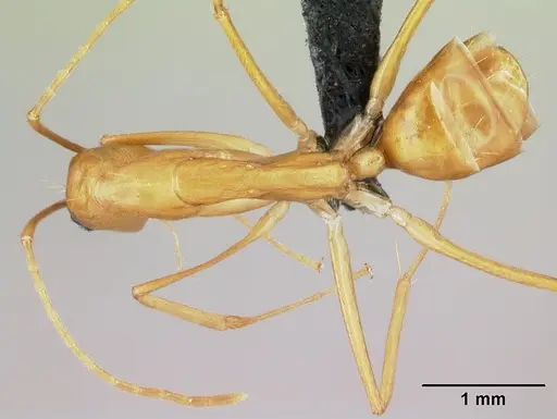 Camponotus vano specimen CASENT0217316 image casent0217316_1