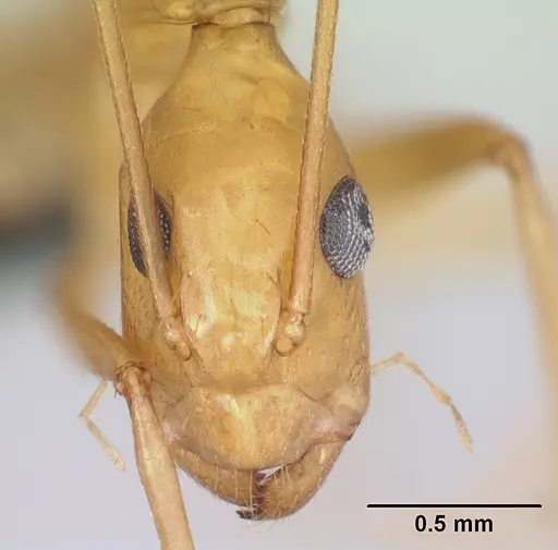 Camponotus vano specimen CASENT0217316 image casent0217316_2