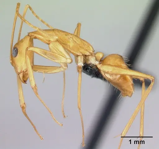 Camponotus vano specimen CASENT0217316 image casent0217316_3
