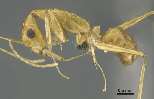 Camponotus vano specimen CASENT0300018 image casent0300018_1