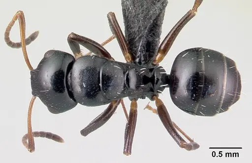 Camponotus varatra specimen CASENT0051131 image casent0051131_1