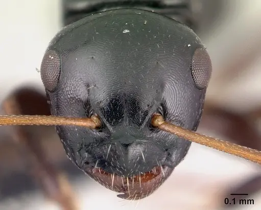 Camponotus varatra specimen CASENT0051131 image casent0051131_2
