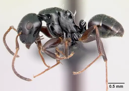 Camponotus varatra specimen CASENT0051131 image casent0051131_3