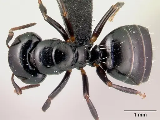 Camponotus varatra specimen CASENT0178920 image casent0178920_1