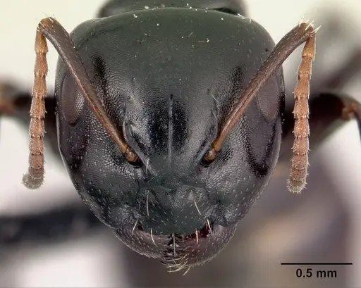 Camponotus varatra specimen CASENT0178920 image casent0178920_2