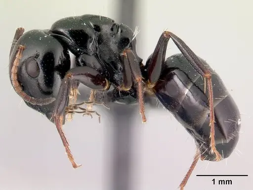 Camponotus varatra specimen CASENT0178920 image casent0178920_3