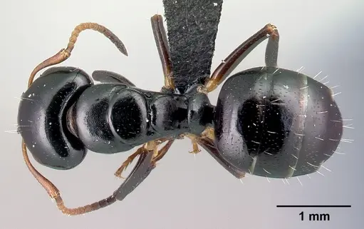 Camponotus varatra specimen CASENT0217289 image casent0217289_1