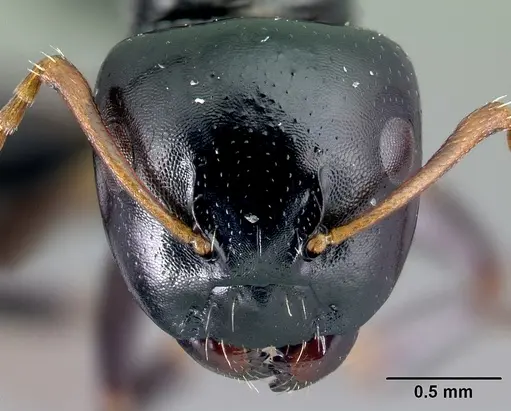 Camponotus varatra specimen CASENT0217289 image casent0217289_2