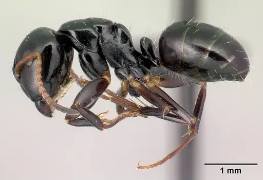 Camponotus varatra specimen CASENT0217289 image casent0217289_3