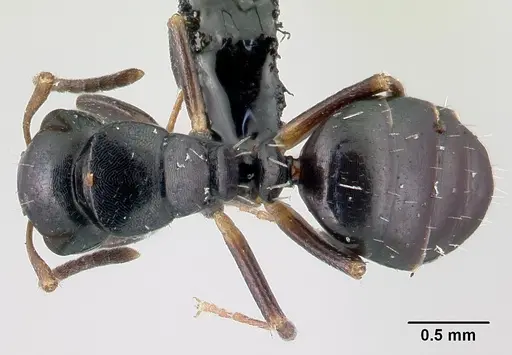 Camponotus varatra specimen CASENT0409723 image casent0409723_1