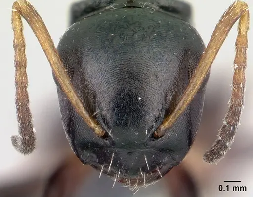 Camponotus varatra specimen CASENT0409723 image casent0409723_2