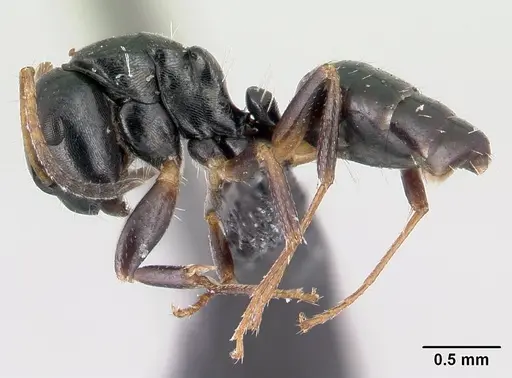 Camponotus varatra specimen CASENT0409723 image casent0409723_3