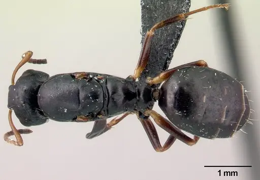 Camponotus varatra specimen CASENT0409926 image casent0409926_1