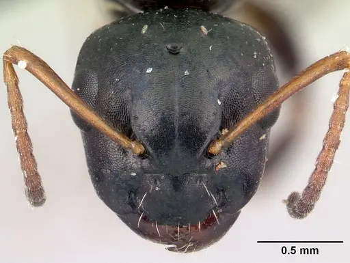 Camponotus varatra specimen CASENT0409926 image casent0409926_2