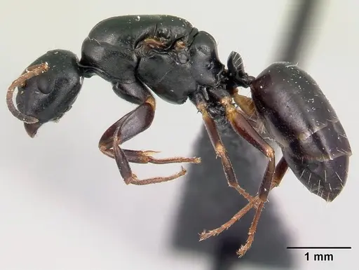 Camponotus varatra specimen CASENT0409926 image casent0409926_3
