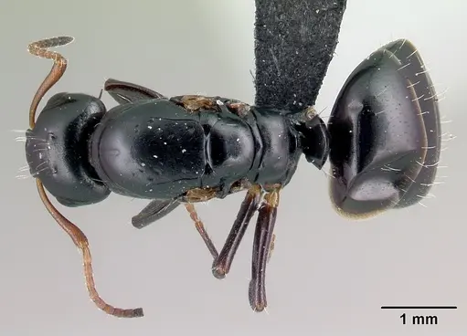 Camponotus varatra specimen CASENT0492886 image casent0492886_1