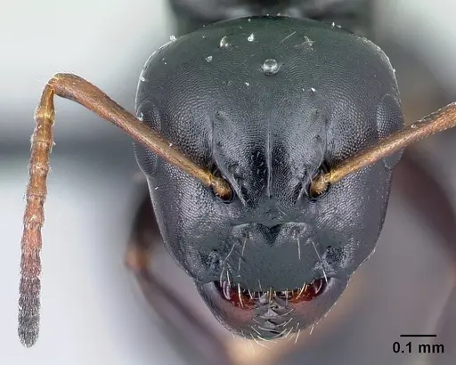 Camponotus varatra specimen CASENT0492886 image casent0492886_2