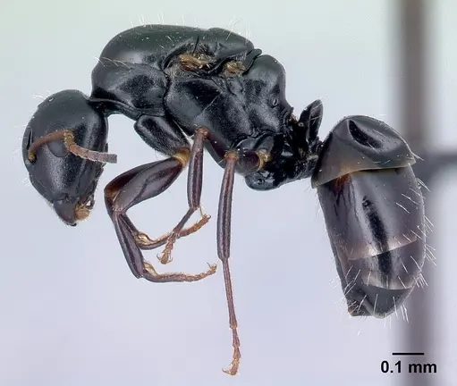 Camponotus varatra specimen CASENT0492886 image casent0492886_3