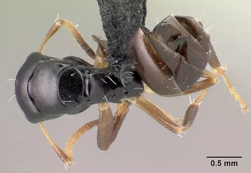 Camponotus varatra specimen CASENT0492888 image casent0492888_1