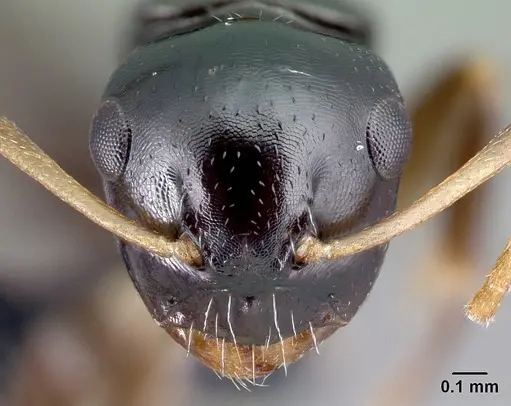 Camponotus varatra specimen CASENT0492888 image casent0492888_2