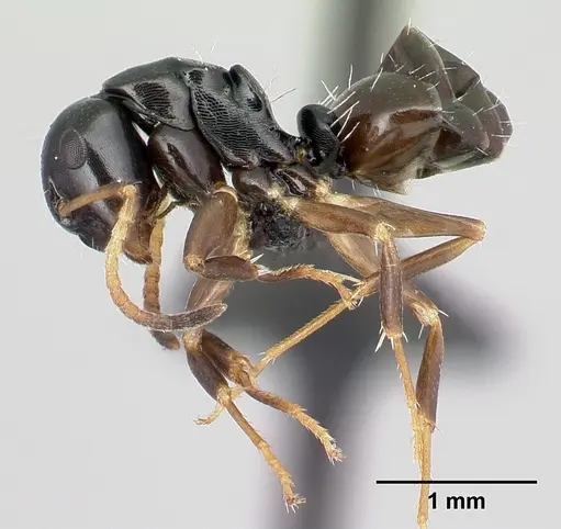 Camponotus varatra specimen CASENT0492888 image casent0492888_3