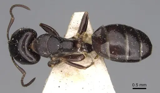 Camponotus varians specimen CASENT0906967 image casent0906967_1