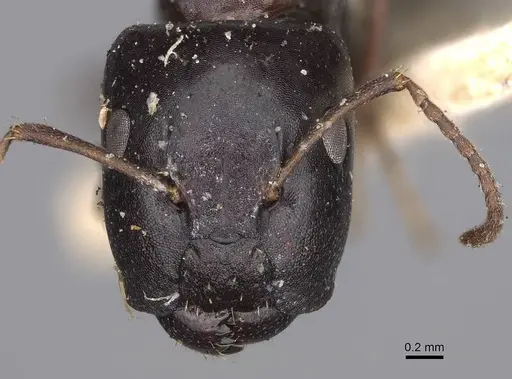 Camponotus varians specimen CASENT0906967 image casent0906967_2