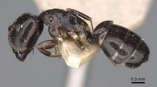 Camponotus varians specimen CASENT0906967 image casent0906967_3