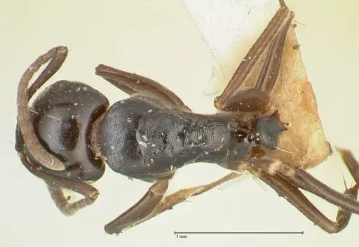 Camponotus varians specimen FOCOL2276 image focol2276_1