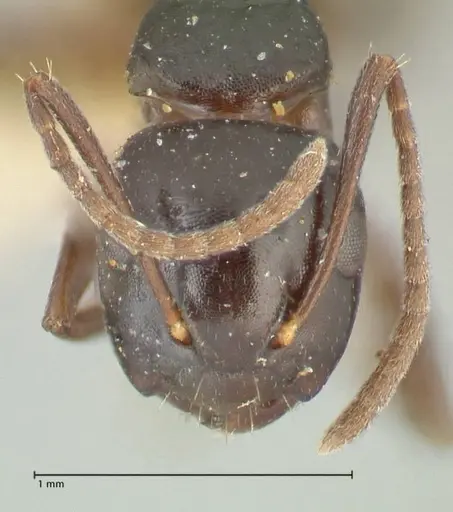 Camponotus varians specimen FOCOL2276 image focol2276_2