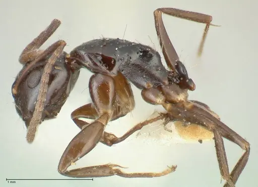 Camponotus varians specimen FOCOL2276 image focol2276_3