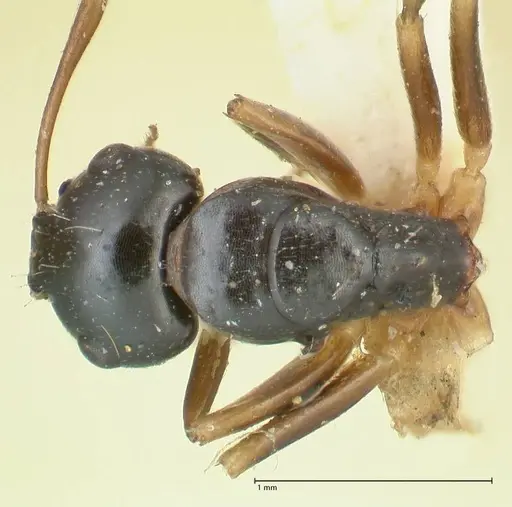 Camponotus varians specimen FOCOL2277 image focol2277_1