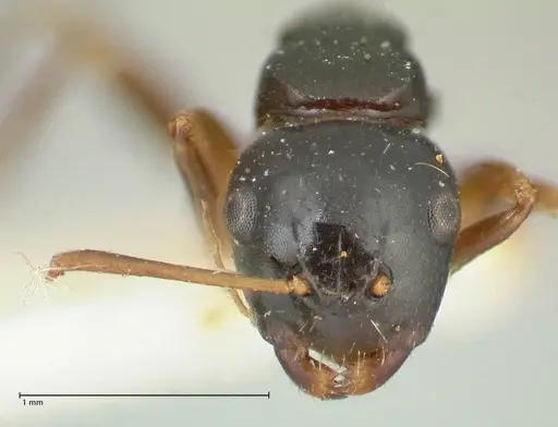 Camponotus varians specimen FOCOL2277 image focol2277_2