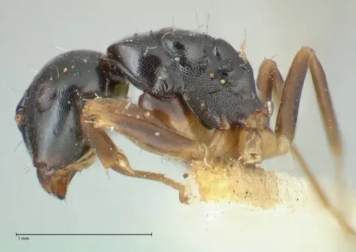 Camponotus varians specimen FOCOL2277 image focol2277_3