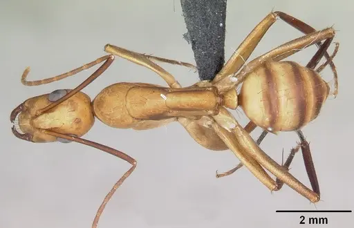 Camponotus variegatus specimen CASENT0103245 image casent0103245_1
