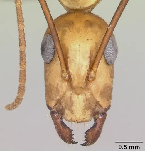 Camponotus variegatus specimen CASENT0103245 image casent0103245_2