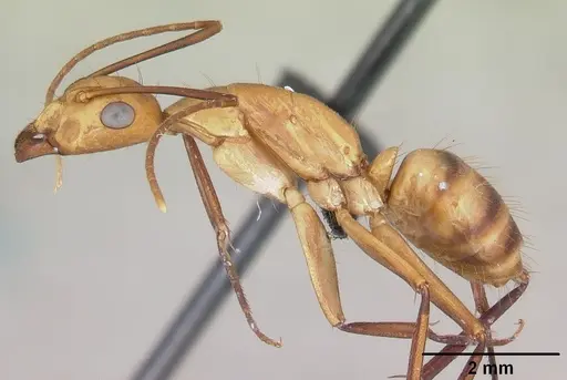 Camponotus variegatus specimen CASENT0103245 image casent0103245_3