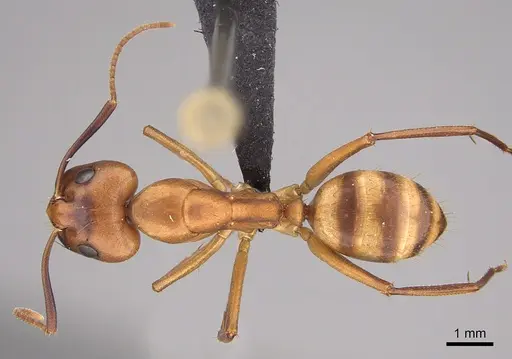 Camponotus variegatus specimen CASENT0191093 image casent0191093_1