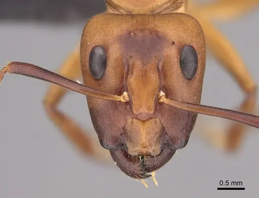 Camponotus variegatus specimen CASENT0191093 image casent0191093_2