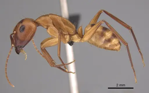 Camponotus variegatus specimen CASENT0191093 image casent0191093_3