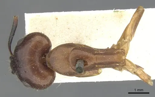 Camponotus variegatus specimen CASENT0903586 image casent0903586_1