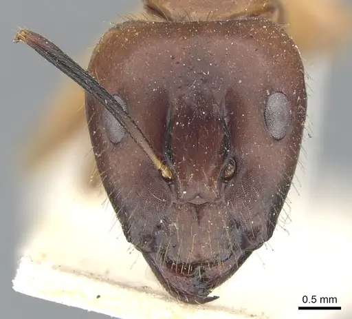 Camponotus variegatus specimen CASENT0903586 image casent0903586_2