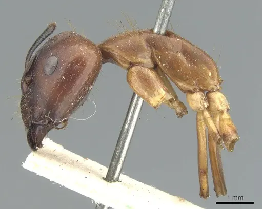 Camponotus variegatus specimen CASENT0903586 image casent0903586_3